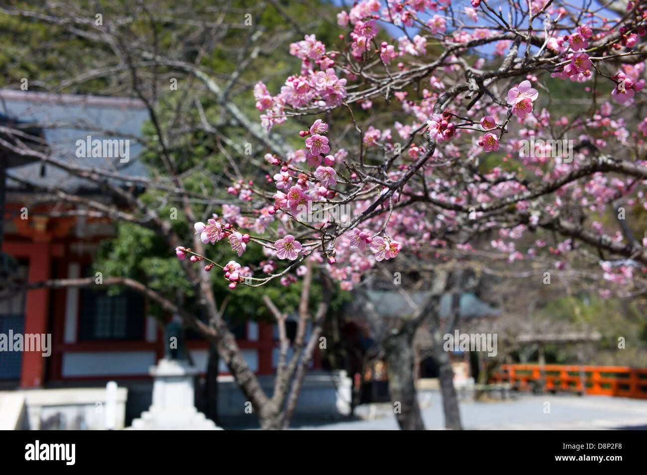 Fiori di Ciliegio. Fotografato nel Santuario Kibune, Sakyō-ku, Kyoto, Giappone Foto Stock