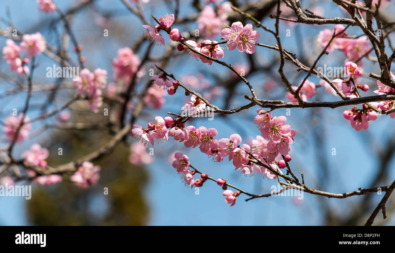 Fiori di Ciliegio. Fotografato nel Santuario Kibune, Sakyō-ku, Kyoto, Giappone Foto Stock