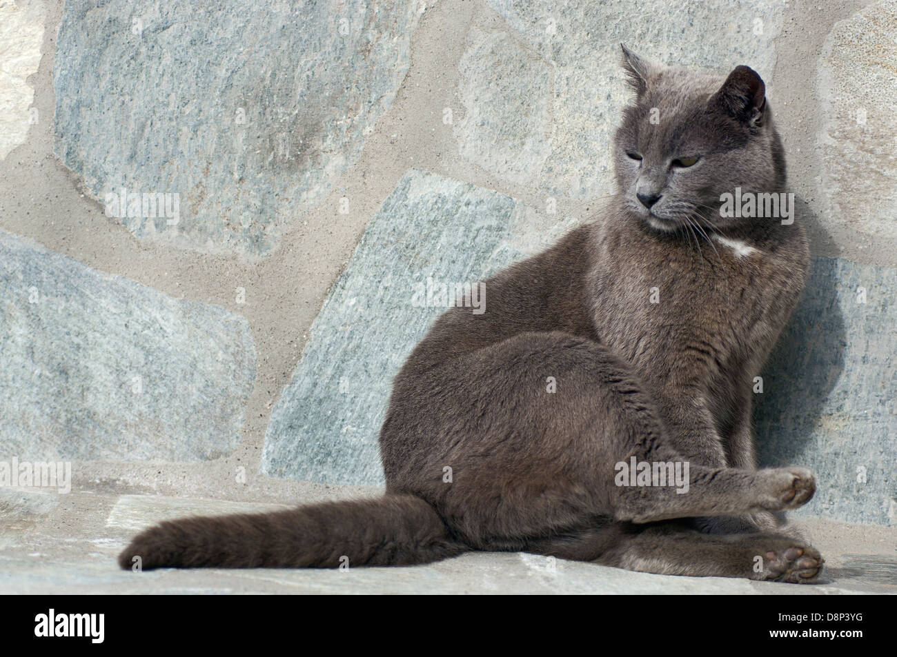 Blu di Russia tomcat seduto su di una pietra grigia panchina Foto Stock