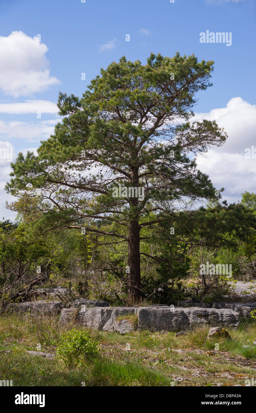 Pino silvestre albero che cresce sulla pavimentazione di pietra calcarea in Gait carriole Riserva Naturale Nazionale, Silverdale, Lancashire Foto Stock