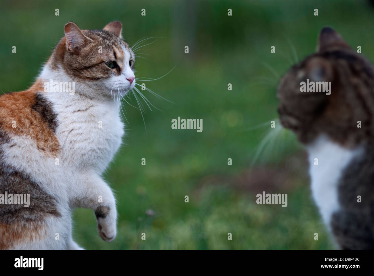Due gatti faccia a faccia Foto Stock