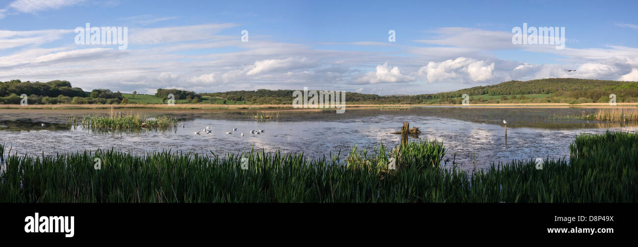 Leighton Moss RSPB riserva a Silverdale, Lancashire Foto Stock