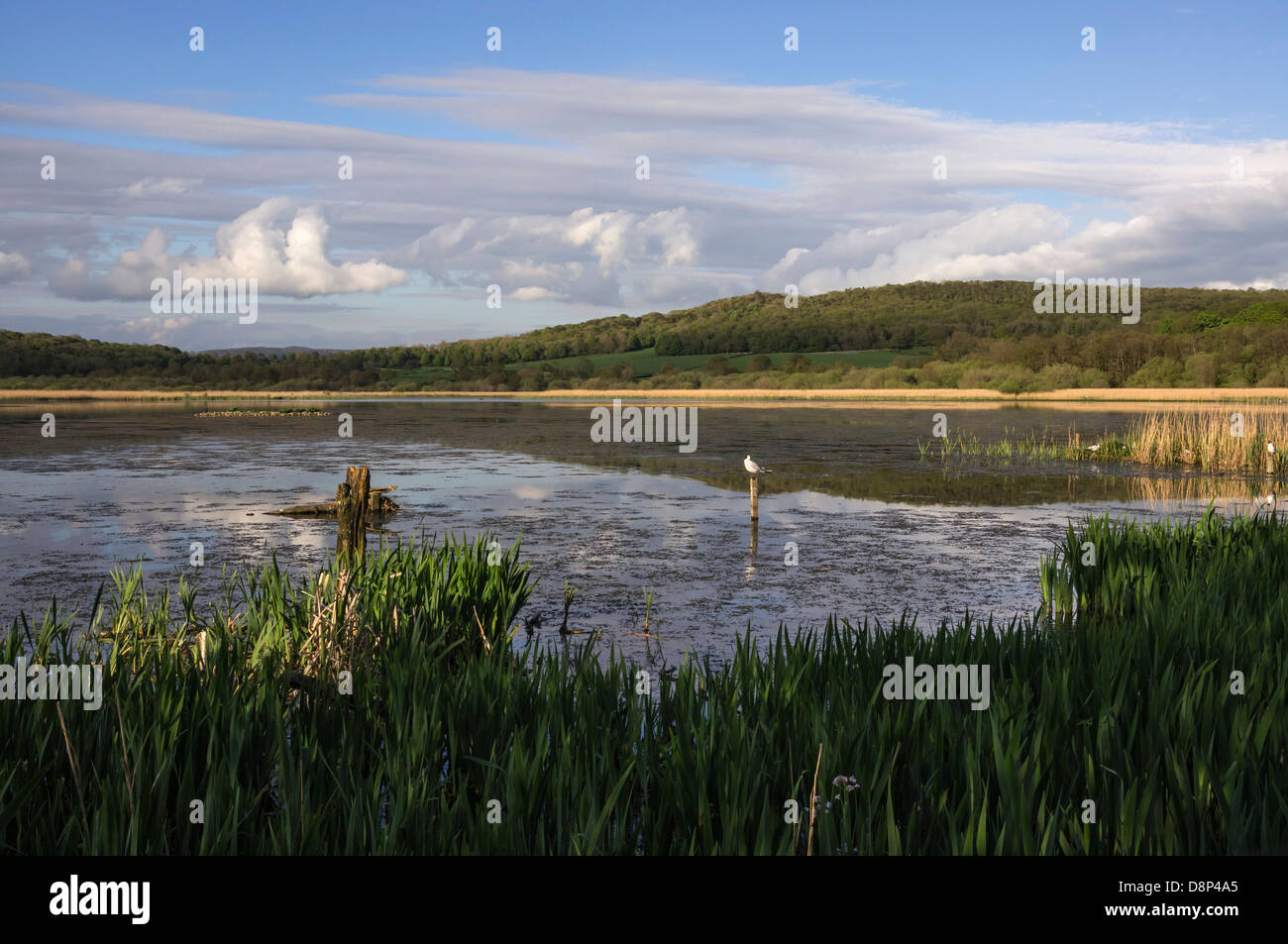 Leighton Moss RSPB riserva a Silverdale, Lancashire Foto Stock