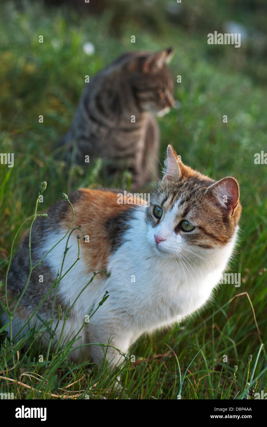 Due gatti domestici seduta in erba Foto Stock