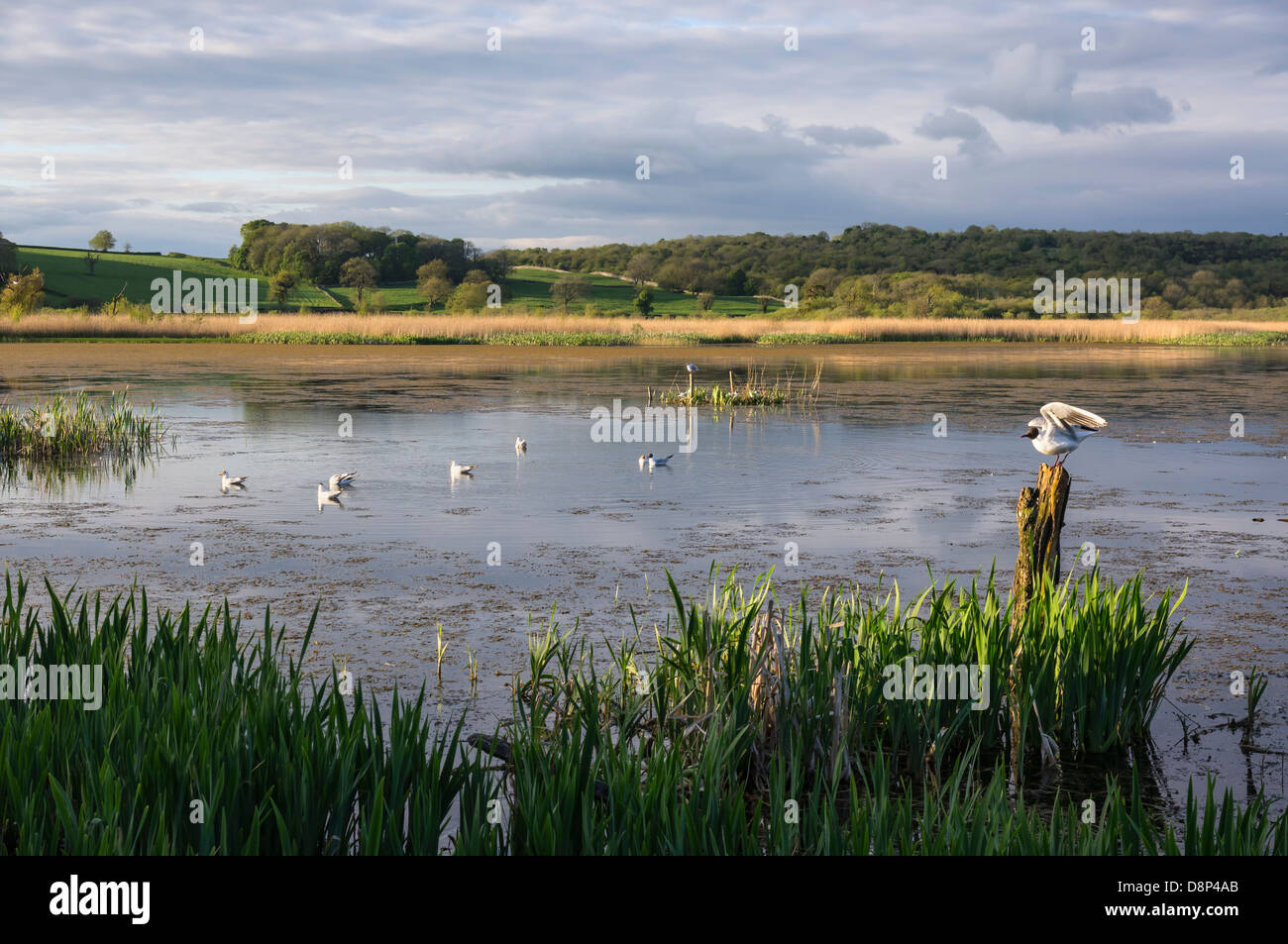 Leighton Moss RSPB riserva a Silverdale, Lancashire Foto Stock