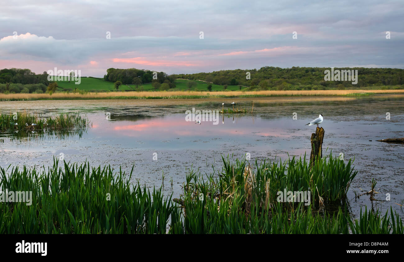 Leighton Moss RSPB riserva a Silverdale, Lancashire Foto Stock