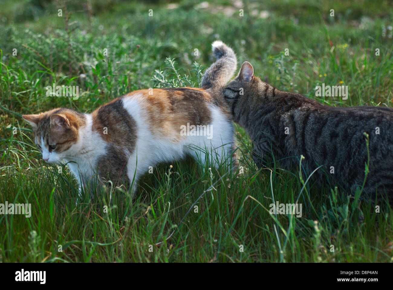 Gatto maschio sniffing al gatto femmina Foto Stock