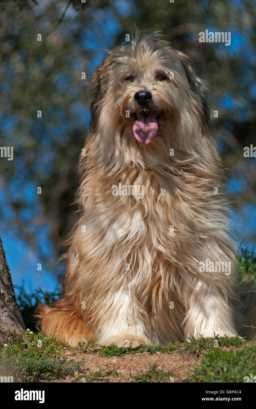 Con i capelli lunghi dog sitter nell'ombra di un albero Foto Stock