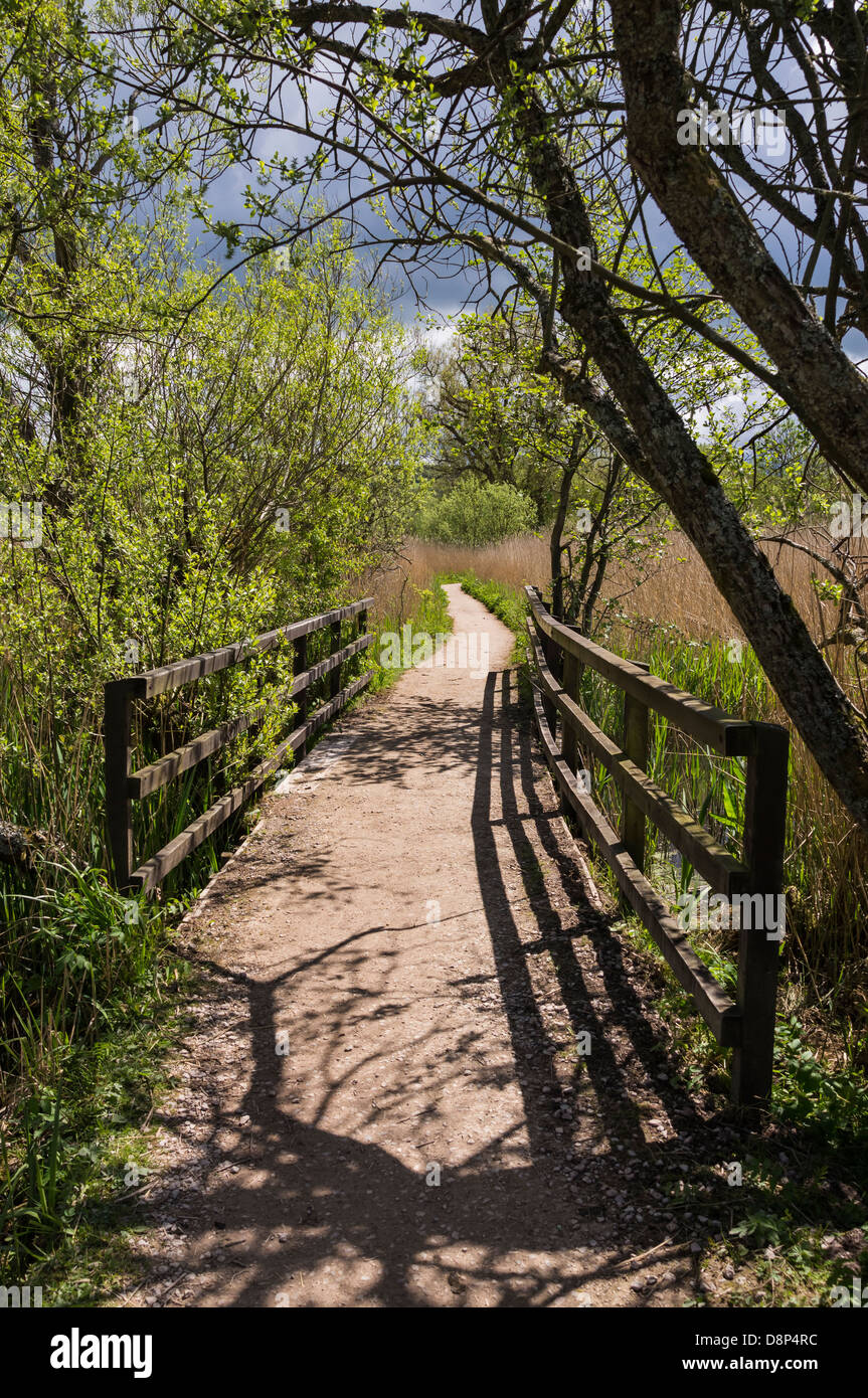 Percorso a piedi attraverso Leighton Moss RSPB riserva a Silverdale, Lancashire Foto Stock