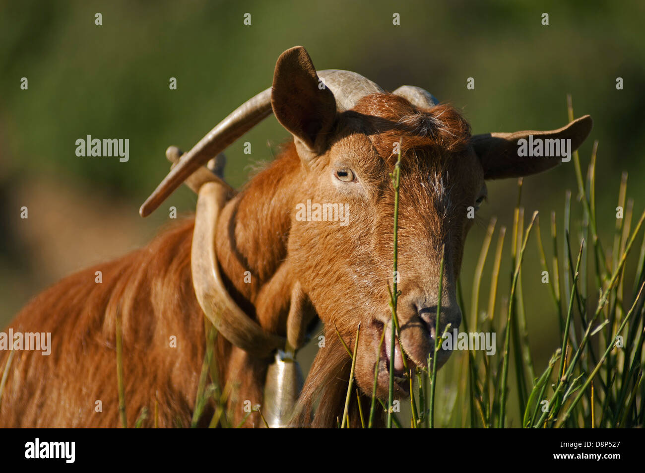 Ritratto di una capra al pascolo (Grecia) Foto Stock