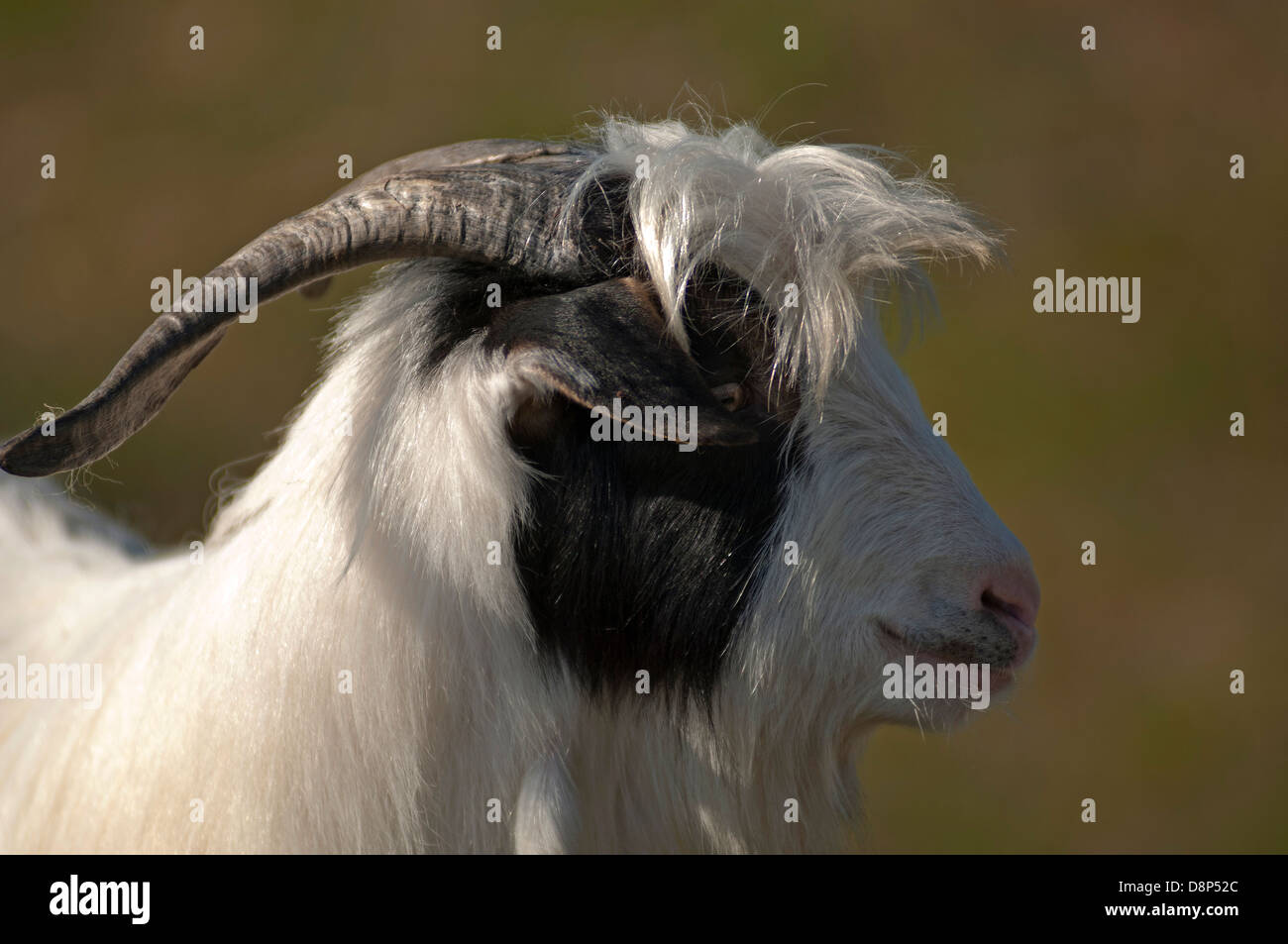 Ritratto di una capra in profilo Foto Stock