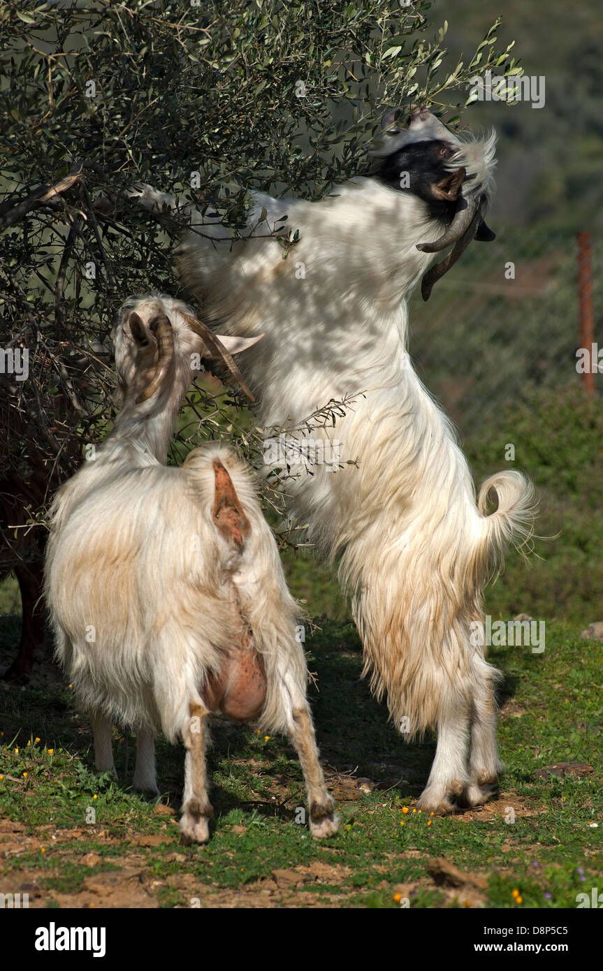 Due capre alimentazione su albero di olivo (Grecia) Foto Stock