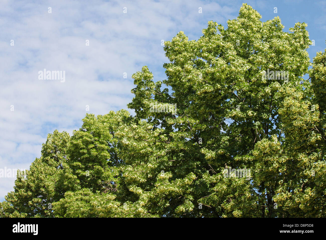 Albero di tiglio a molla nel cielo nuvoloso Foto Stock