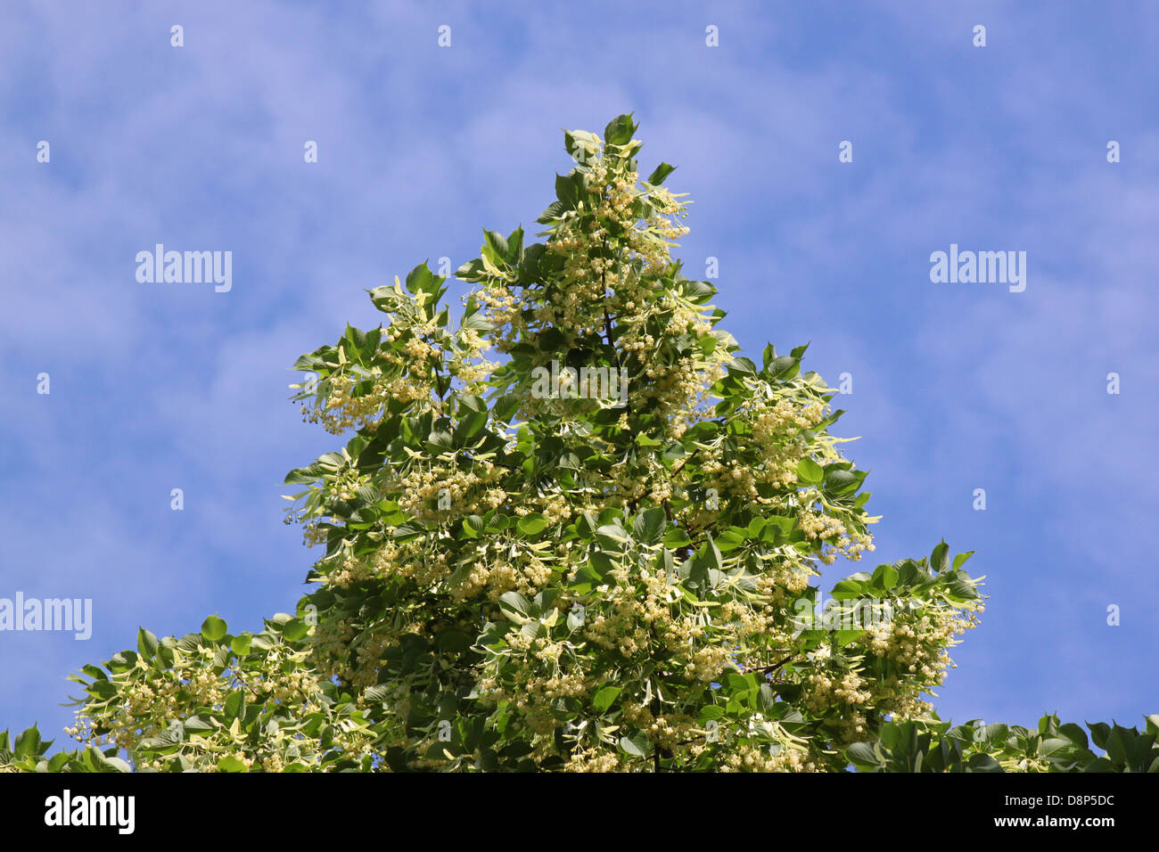 In alto di tiglio oltre il cielo blu Foto Stock