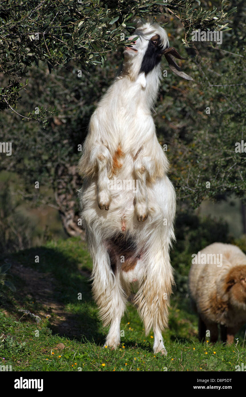 Alimentazione di capra su albero di olivo (Grecia) Foto Stock