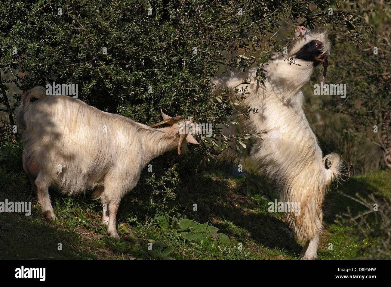 Due capre alimentazione su albero di olivo (Grecia) Foto Stock