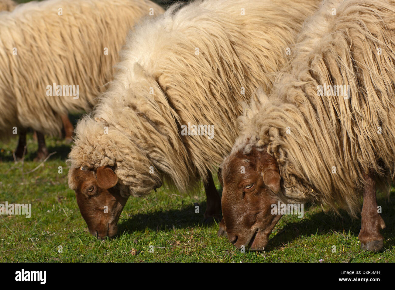 Pecore al pascolo (Grecia) Foto Stock