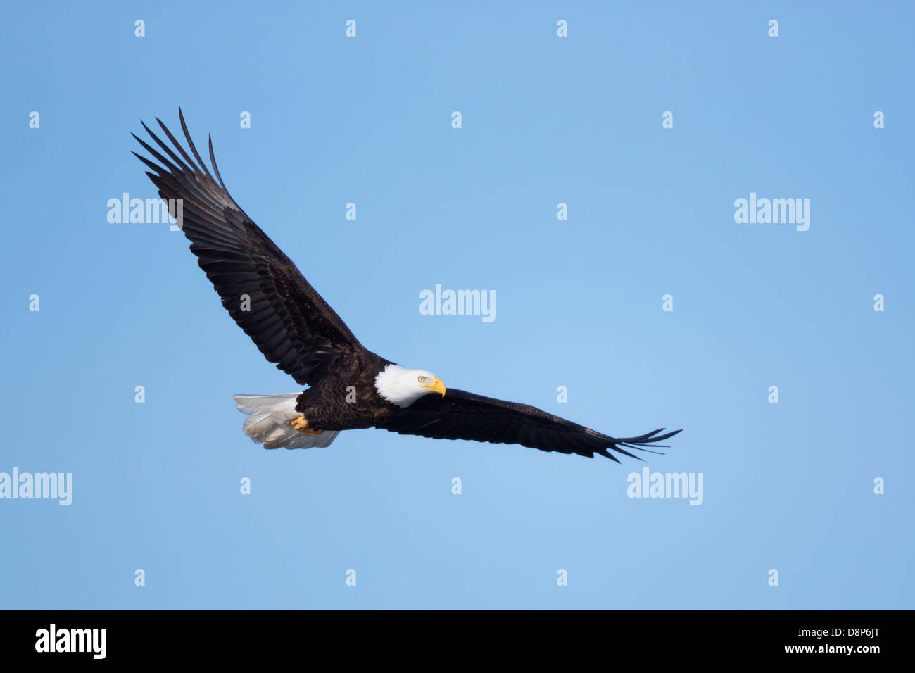 Adulto aquila calva (Haliaeetus leucocephalus) in volo sopra il Minnesota, Stati Uniti d'America. Foto Stock