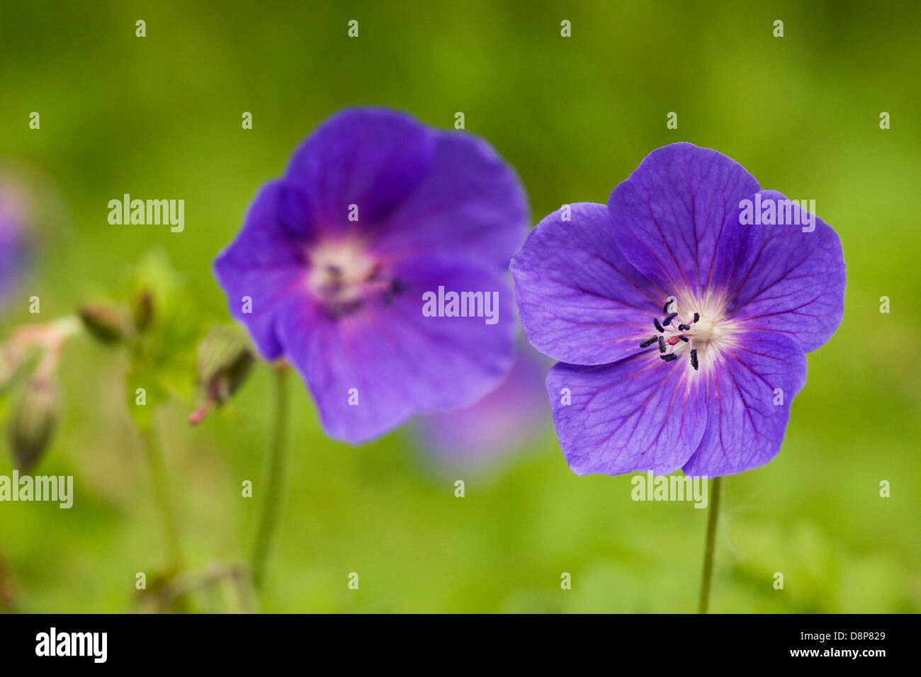 Geranio cresce nel giardino. Foto Stock