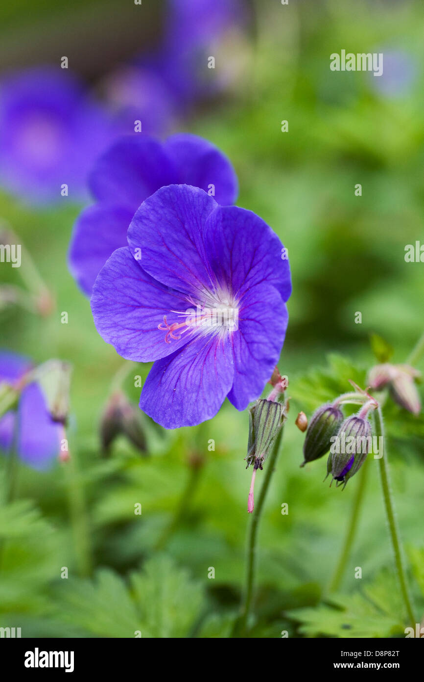 Geranio cresce nel giardino. Foto Stock
