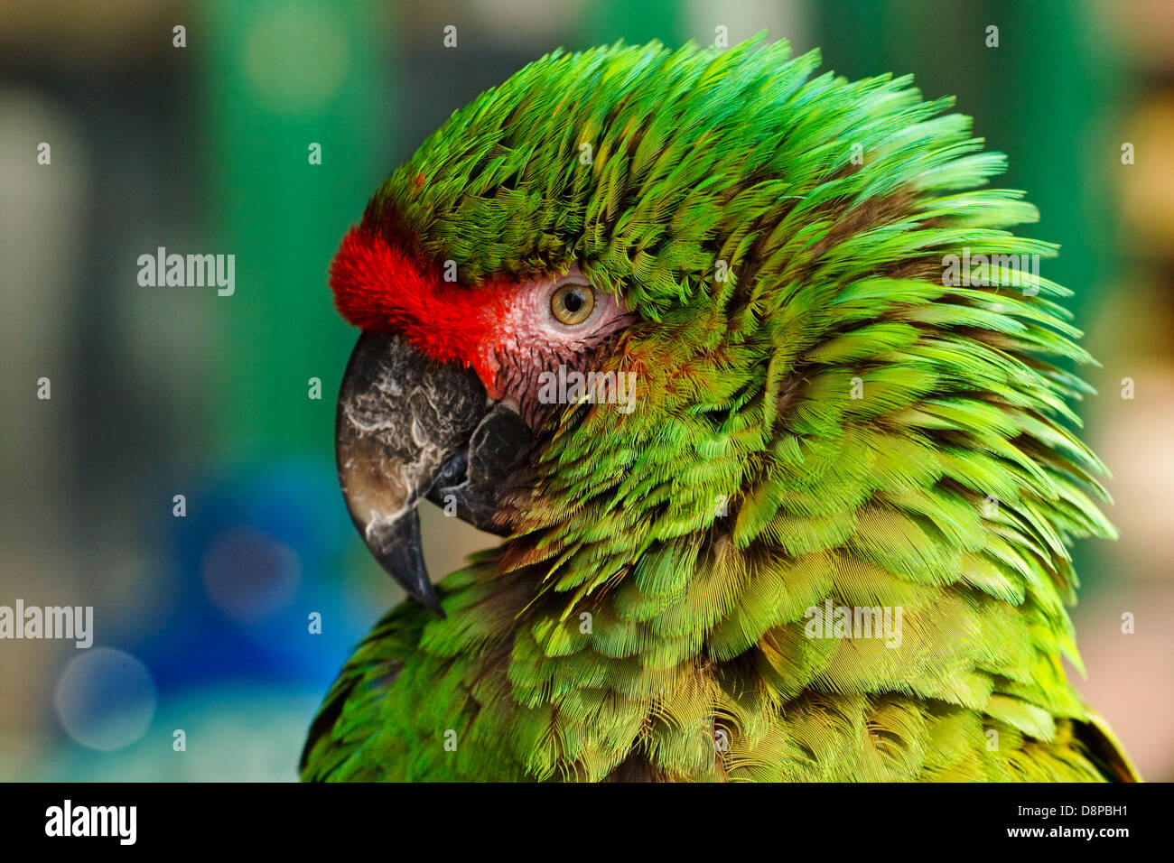 Il verde e il rosso macaw militare testa ritratto che mostra i dettagli di piume Foto Stock
