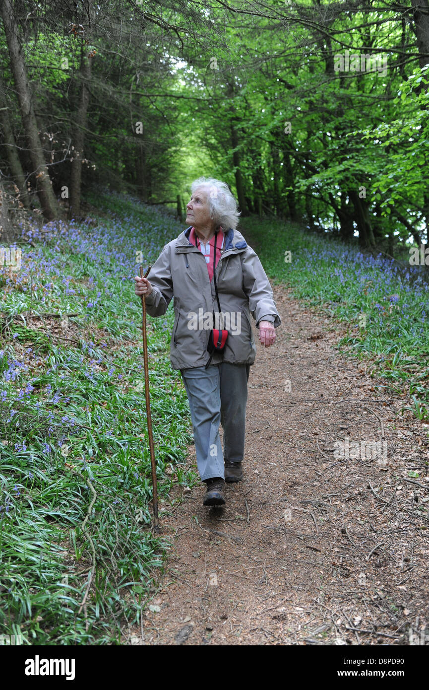 Signora anziana a piedi attraverso un bluebell legno vicino faceby in North Yorkshire, Regno Unito Foto Stock