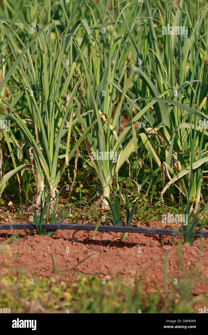 La piantagione di cipolla, vista in dettaglio Foto Stock