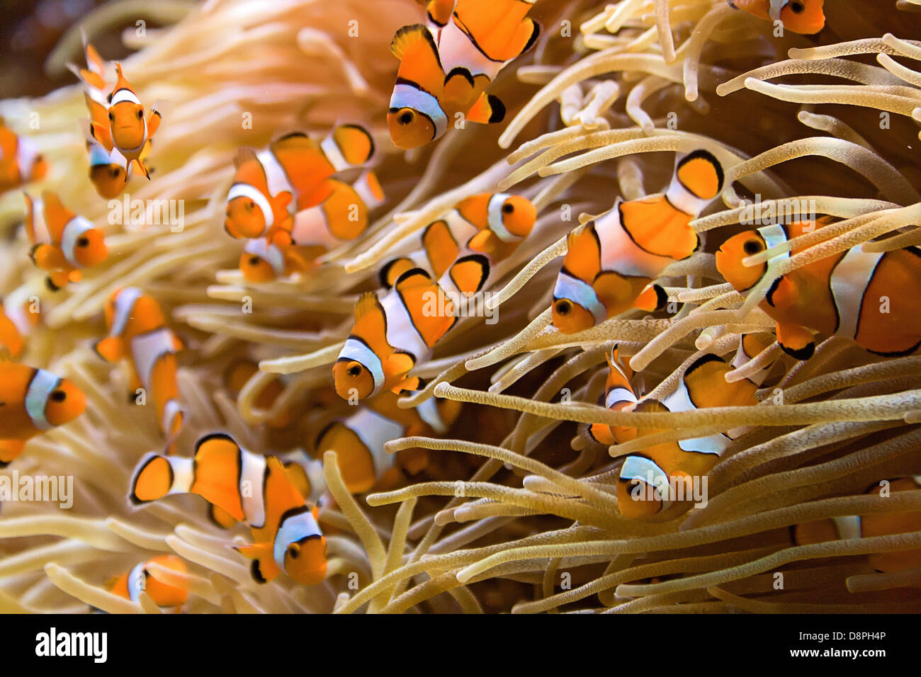 Un sacco di piccoli pesci pagliaccio Foto Stock