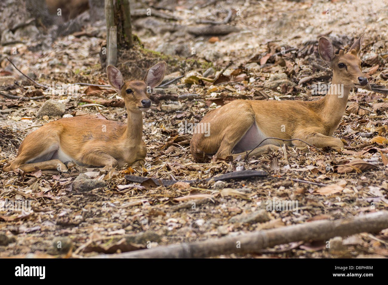 Due piccoli cervi nel giardino zoologico di Chiangmai , della Thailandia Foto Stock