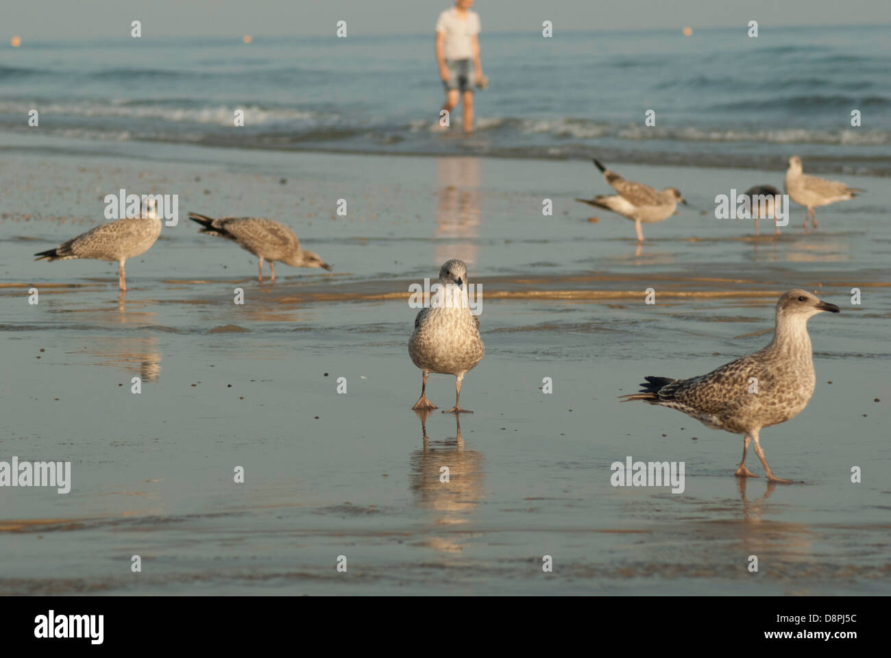 I giovani gabbiani reali sulla riva della spiaggia di Brighton. Foto Stock