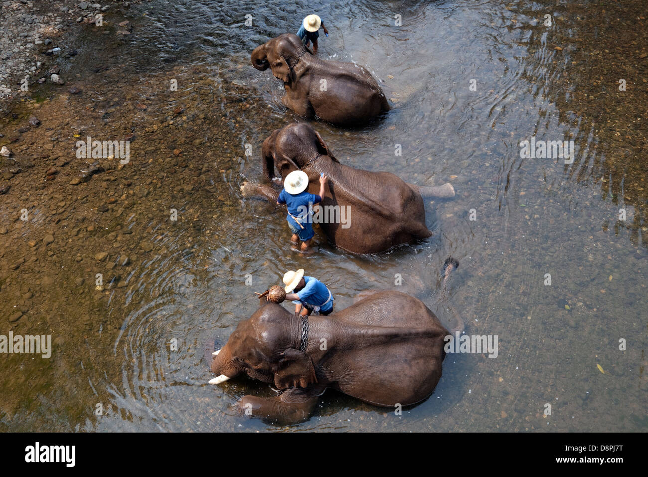 Gli elefanti bagnarsi a Chiang Dao Elephant Camp in Chiang Mai Thailandia Foto Stock