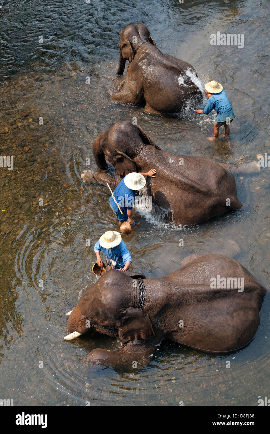 Gli elefanti bagnarsi a Chiang Dao Elephant Camp in Chiang Mai Thailandia Foto Stock