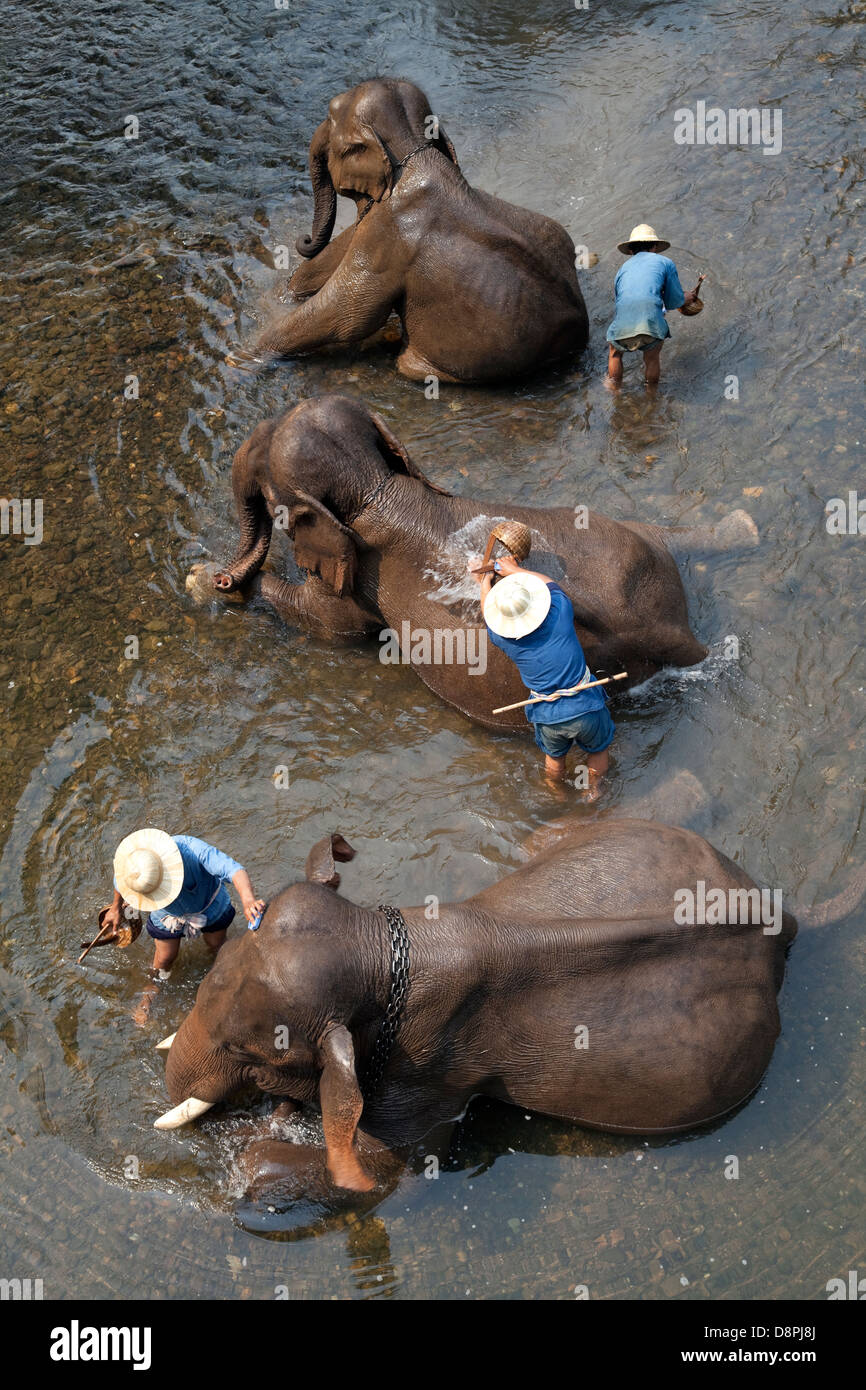 Tre elefanti bagnarsi a Chiang Dao Elephant Camp in Chiang Mai Thailandia Foto Stock