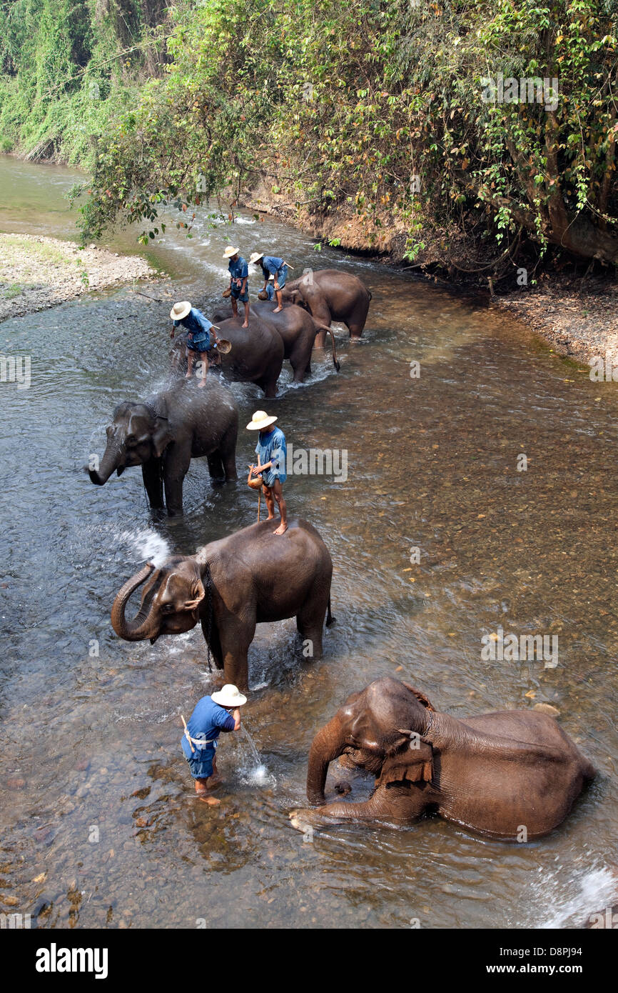 Bagno degli elefanti di Chiang Dao Elephant Camp in Chiang Mai Thailandia Foto Stock