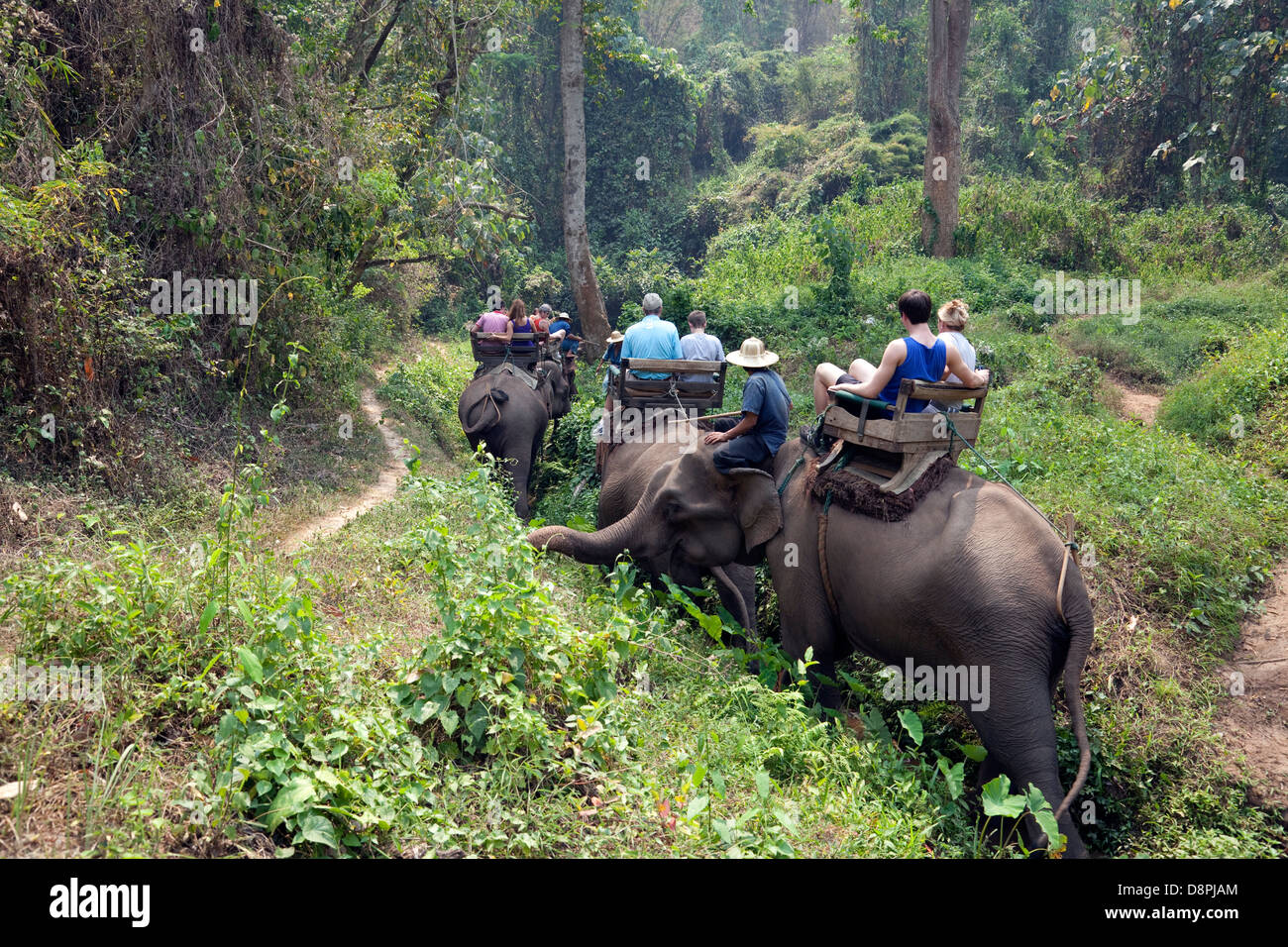 A cavallo sul dorso di elefanti a Chiang Dao Elephant Camp, Chiang Mai, Thailandia Foto Stock