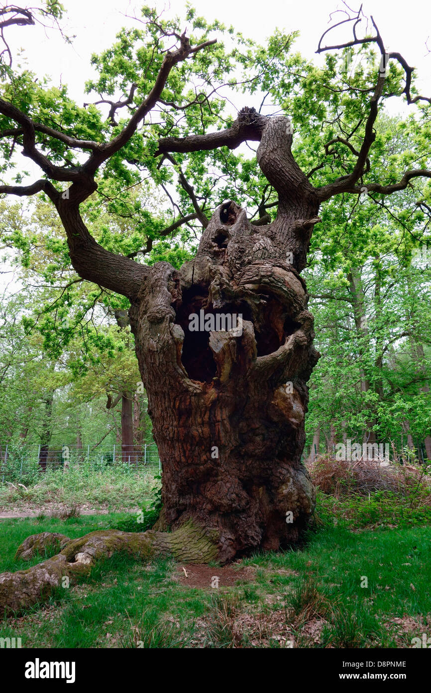 Una molto antica quercia Foto Stock