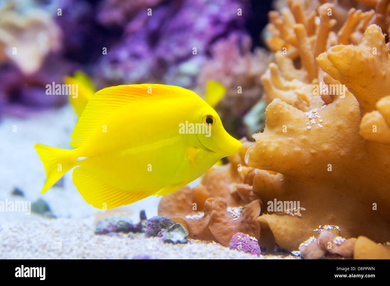 Codolo giallo pesce flavesenes Zebrasoma sulla barriera corallina artificiale Foto Stock