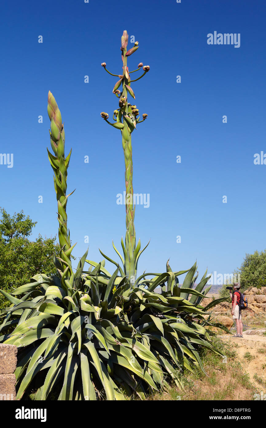Aloe Vera piante in fiore, esemplari crescente nella Valle dei Templi di  Agrigento, Sicilia Foto stock - Alamy
