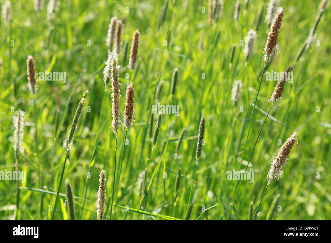 Natura d'estate sfondo con fresca erba di coda di volpe macro Foto Stock