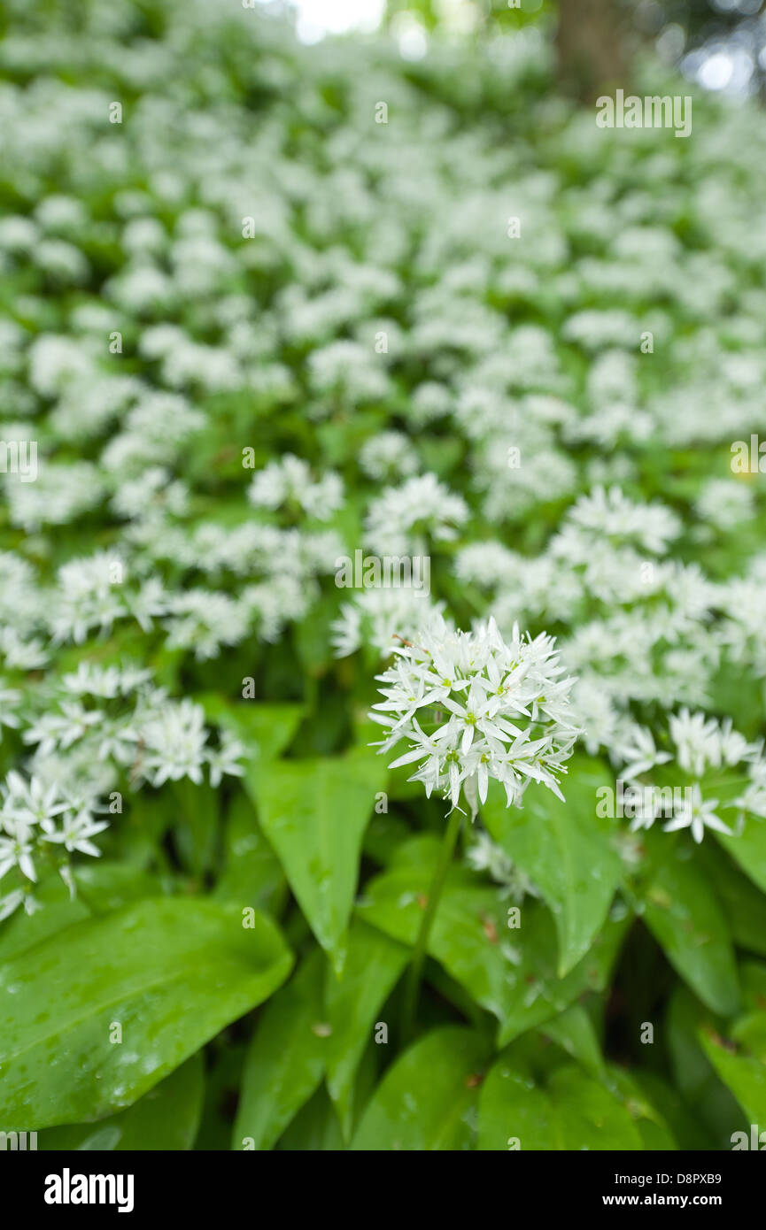 Masse di aglio selvatico piante in piena fioritura fioritura sotto la tettoia di foglie al più presto per bloccare la luce al pavimento della foresta Foto Stock