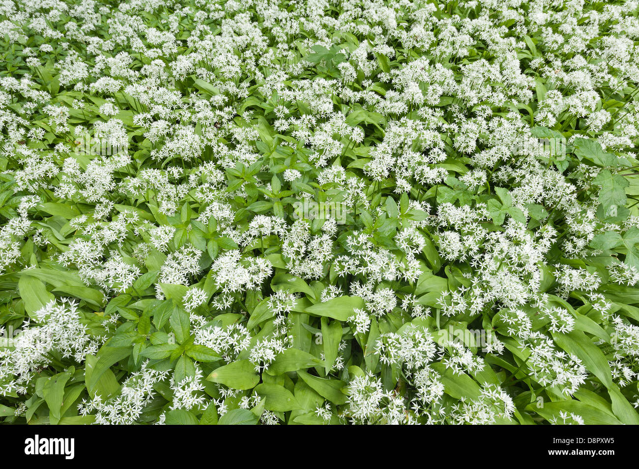 Masse di aglio selvatico piante in piena fioritura fioritura sotto la tettoia di foglie al più presto per bloccare la luce al pavimento della foresta Foto Stock