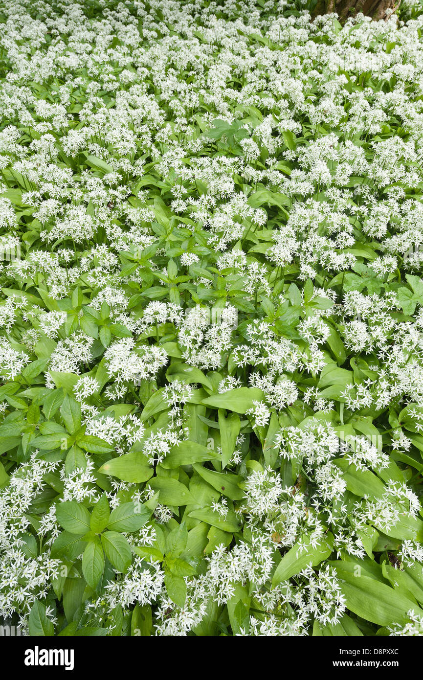 Masse di aglio selvatico piante in piena fioritura fioritura sotto la tettoia di foglie al più presto per bloccare la luce al pavimento della foresta Foto Stock