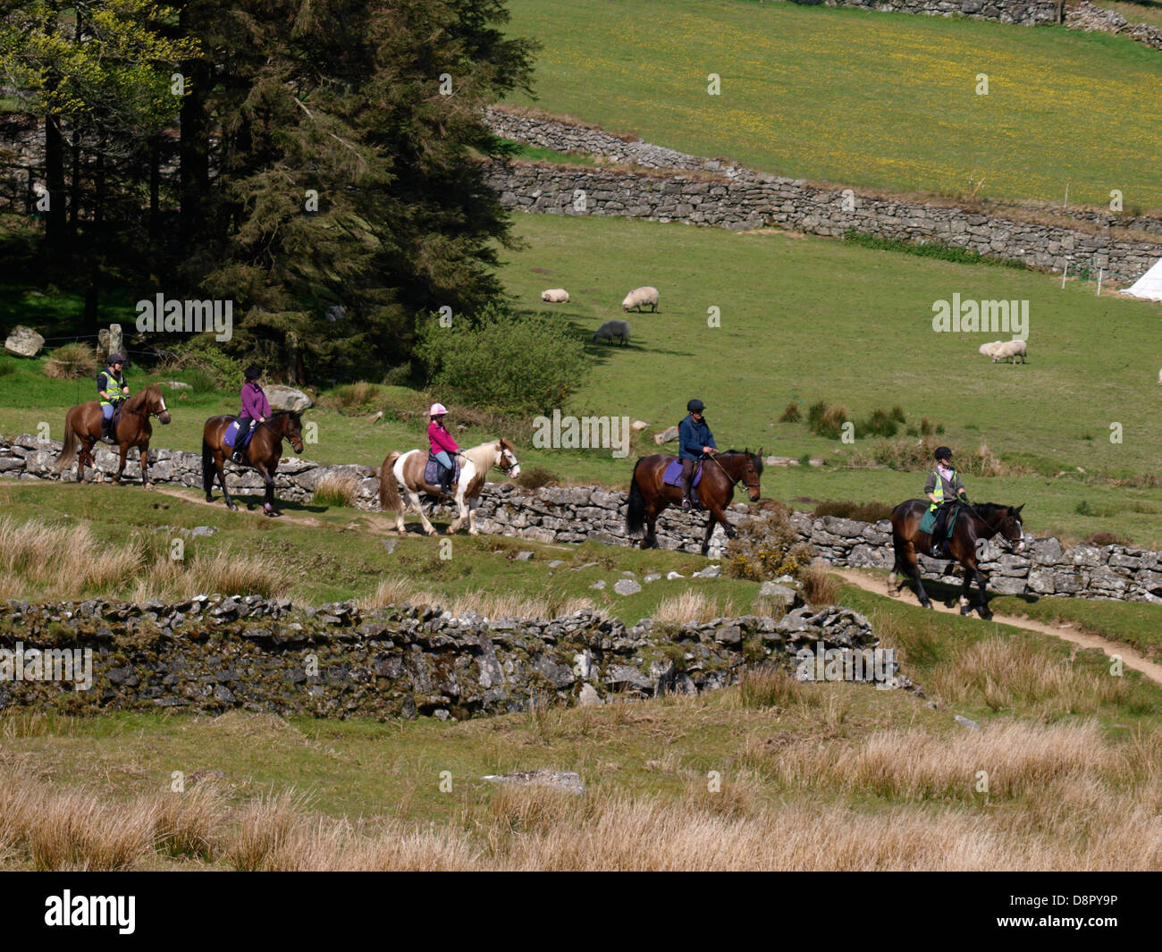 Trekking a cavallo, tirapiedi, Bodmin Moor, Cornwall, Regno Unito 2013 Foto Stock