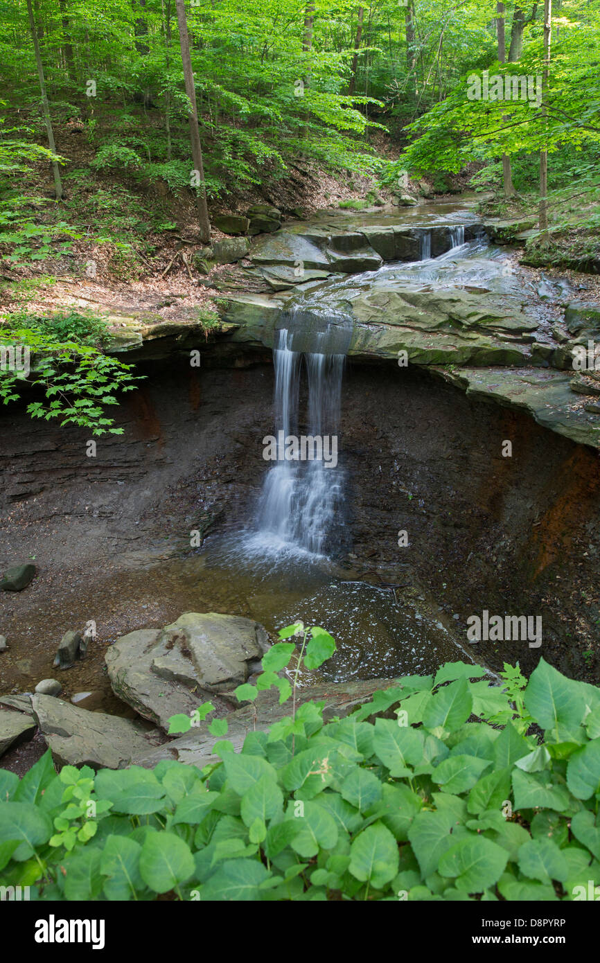 Boston, Ohio - Blu Hen cade in Cuyahoga Valley National Park. Foto Stock