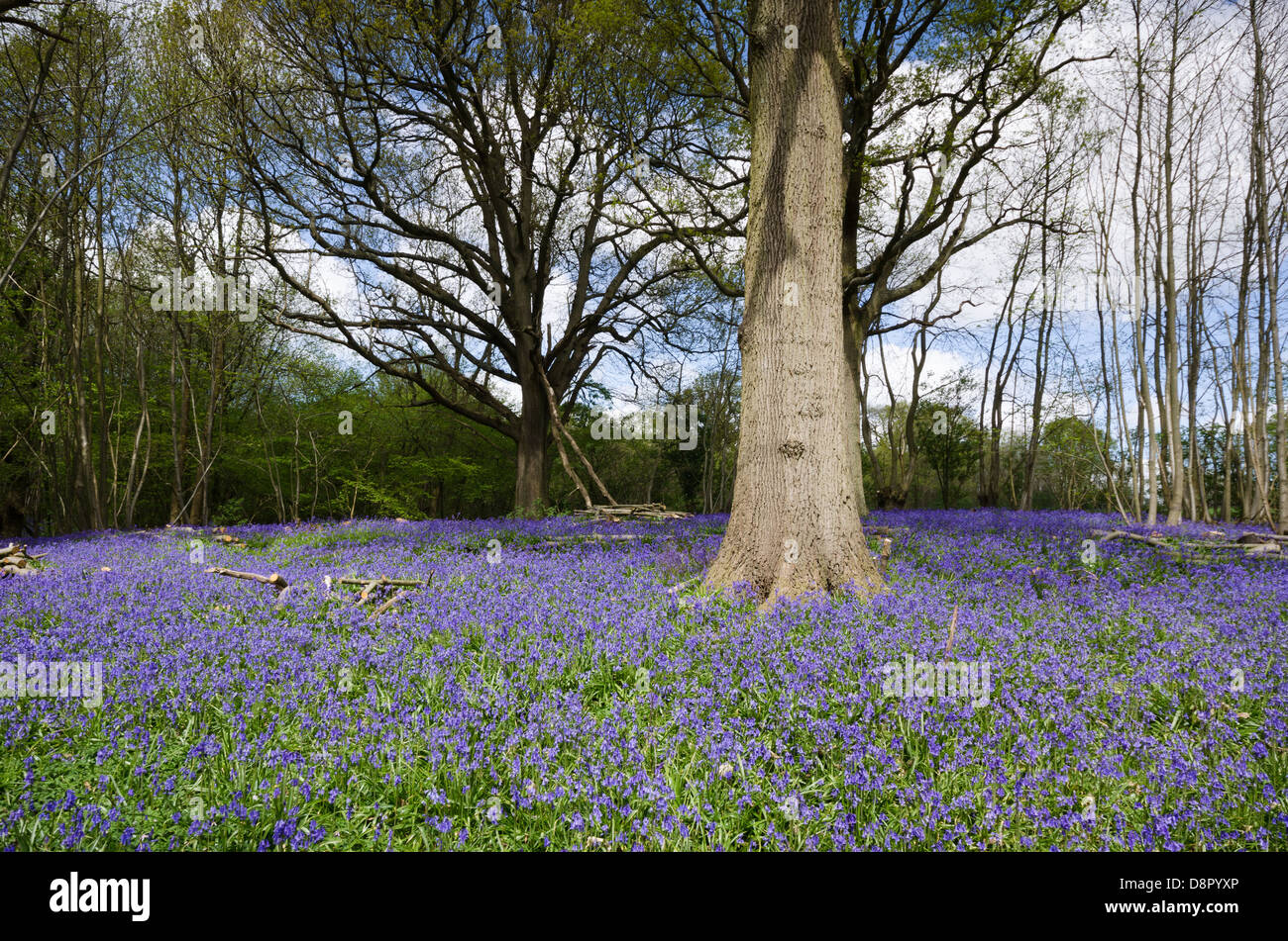 Bluebell boschi nel Kent. Regno Unito Foto Stock