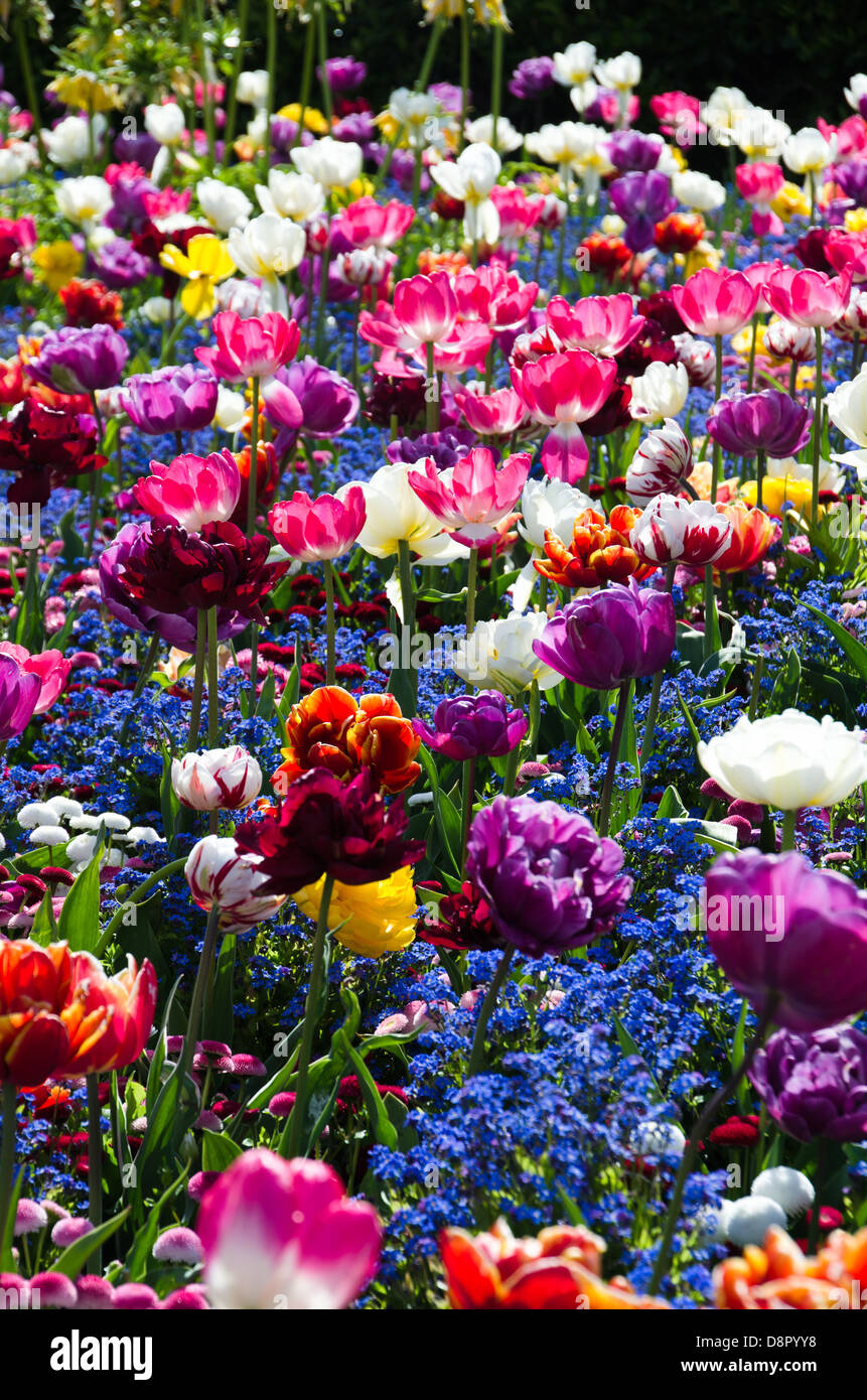 Un letto di tulipani colorati Foto Stock