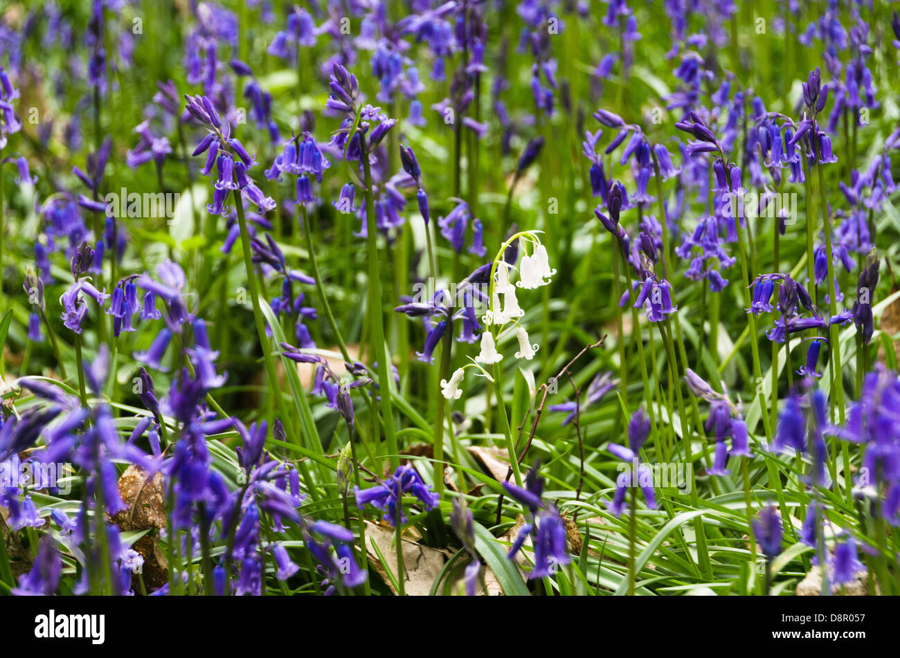 Inglese bluebells close up, hyacinthoides nonscripta, con uno di colore bianco Foto Stock