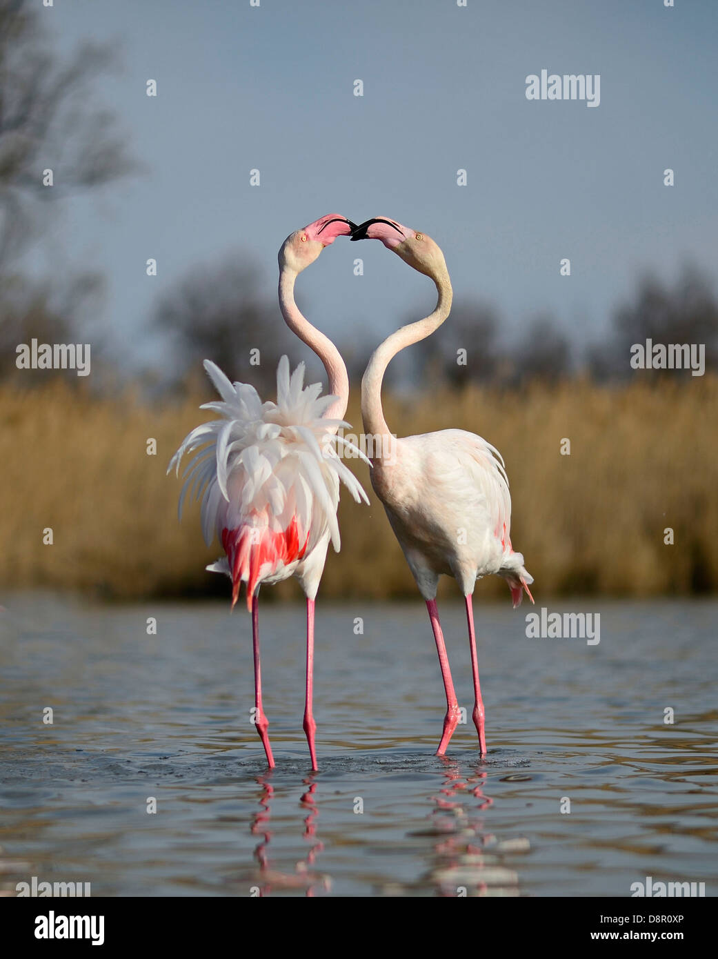 Maggiore fenicotteri rosa Phoenicopterus roseus due maschi sparring nella primavera del Camargue Francia Foto Stock