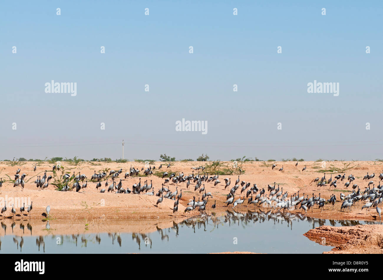 Demoiselle gru Anthropoides virgo a Kichan nel deserto di Thar Rajasthan India Novembre Foto Stock