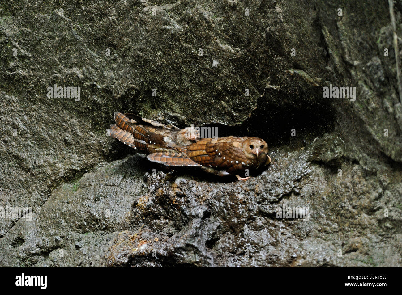 Oilbird Steatornis caripensis Ecuador Foto Stock